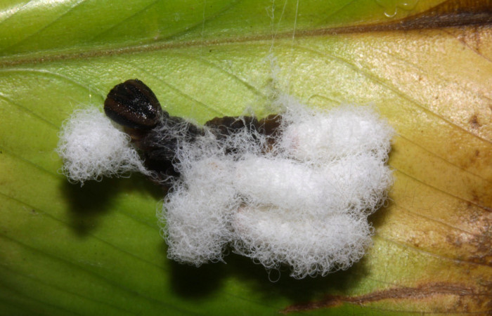 Fig.17. Capullos de parásito (Braconidae) encima al lado de larva <i>Cynea</i></i> Burns02. Voucher : 15-SRNP-32062-DHJ728973.jpg.