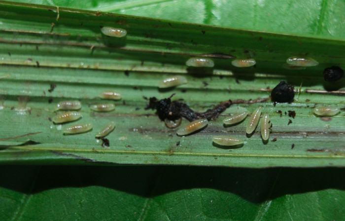 Fig.18. Larva parásito de la familia (Braconidae) en larva <i>Cynea</i></i> Burns05. Voucher : 15-SRNP-72427-DHJ732216.jpg.