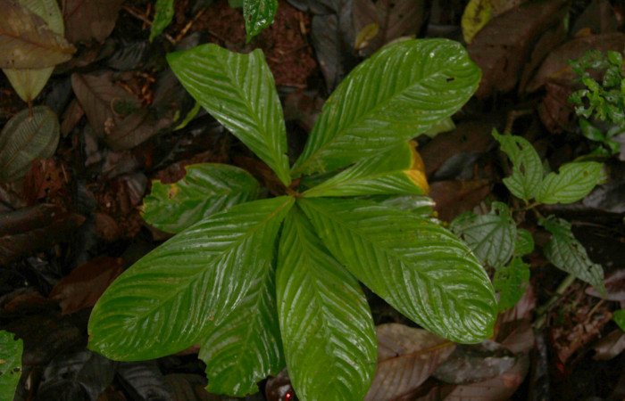 Fig.19. Mostrando hojas de <i>Calathea marantifolia</i></i> planta hospedera de <i>Cynea</i></i> Burns02.