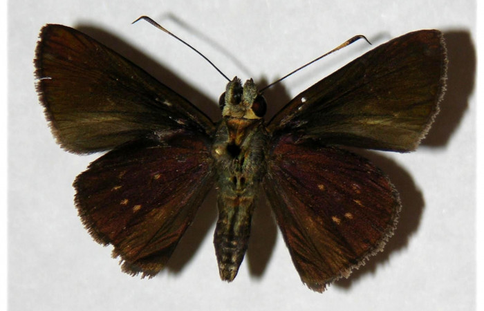 Fig.2. Adulto de <i>Cynea</i></i> Burns02. En posición ventral. Voucher : 05-SRNP-30468-DHJ317951.jpg.