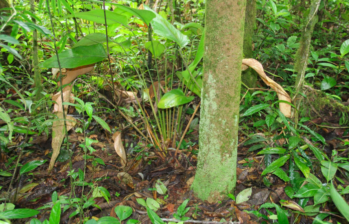 Fig.20. Planta hospedera de <i>Cynea</i></i> Burns02 <i>Calathea lasiostachya</i></i>.