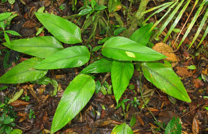 Fig.21. Mostrando hojas de <i>Calathea lasiostachya</i></i> planta hospedera de <i>Cynea</i></i> Burns02.