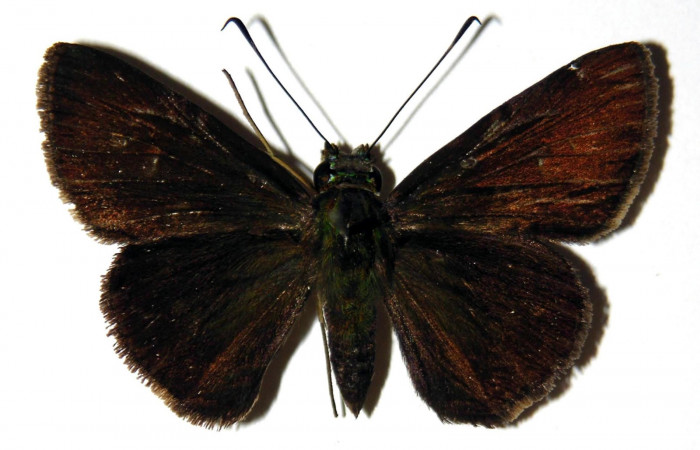 Fig.3. Adulto de <i>Cynea</i></i> Burns05. ventral. Voucher : 04-SRNP-3572-DHJ302936.jpg.