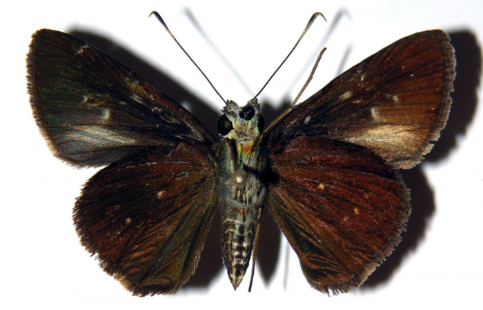 Fig.4. Adulto de <i>Cynea</i></i> Burns05. dorsal. Voucher : 04-SRNP-3572-DHJ302937.jpg.