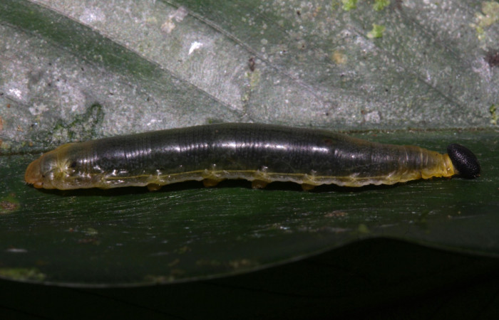 Fig.5 .Larva de <i>Cynea</i></i> Burns02. Voucher : 15-SRNP-32062-DHJ728949.jpg.