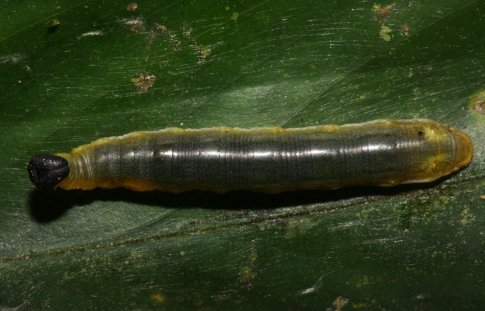 Fig.6. Larva de <i>Cynea</i></i> Burns02. Voucher : 15-SRNP-32062-DHJ728950.jpg.