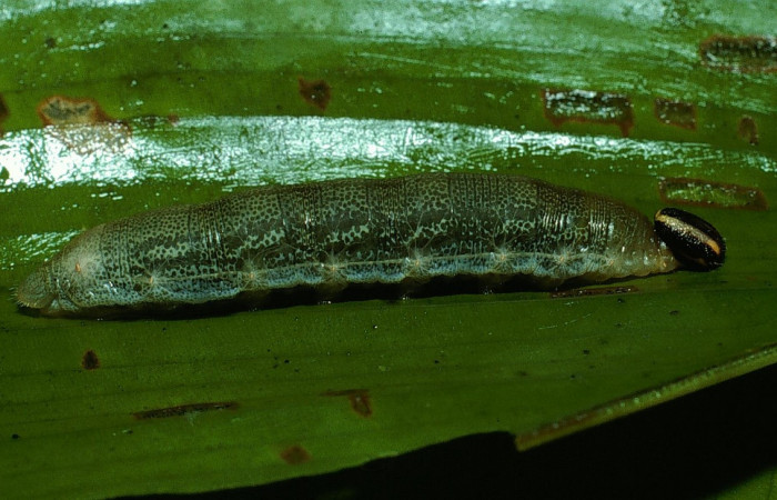 Fig.7. Larva de <i>Cynea</i></i> Burns02. Voucher : 03-SRNP-10895-DHJ75483.jpg.
