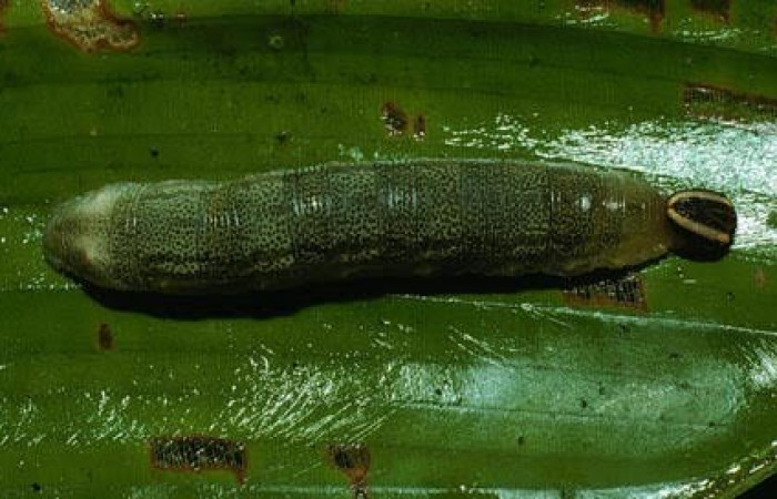 Fig.8. Larva de <i>Cynea</i></i> Burns02. Voucher : 03-SRNP-10895-DHJ75482.jpg