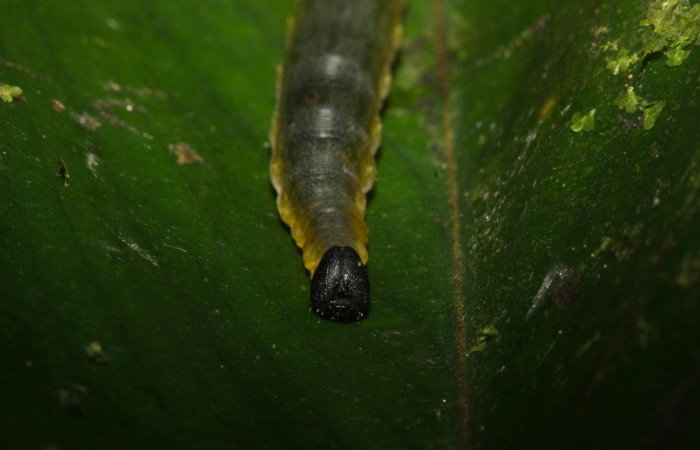 Fig.9. Mostrando cabeza de <i>Cynea</i></i> Burns02 . Voucher : 15-SRNP-32062-DHJ728948.jpg.