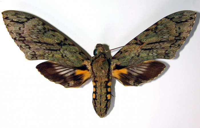 Fig.01. Adulto de <i>Cocytius lucifer</i></i> (Sphingidae), 144mm de envergadura, hembra en vista dorsal. Voucher: 90-SRNP-2141-DHJ95264.jpg.
