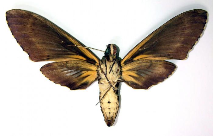 Fig.02. Adulto de <i>Cocytius lucifer</i></i> (Sphingidae), 144mm de envergadura, hembra en vista ventral. Voucher: 90-SRNP-2141-DHJ95265.jpg.