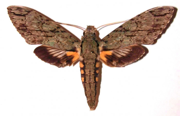 Fig.03. Adulto de <i>Cocytius lucifer</i></i> (Sphingidae), 124mm de envergadura, macho en vista dorsal. Voucher: 91-SRNP-1553-DHJ35506.jpg.