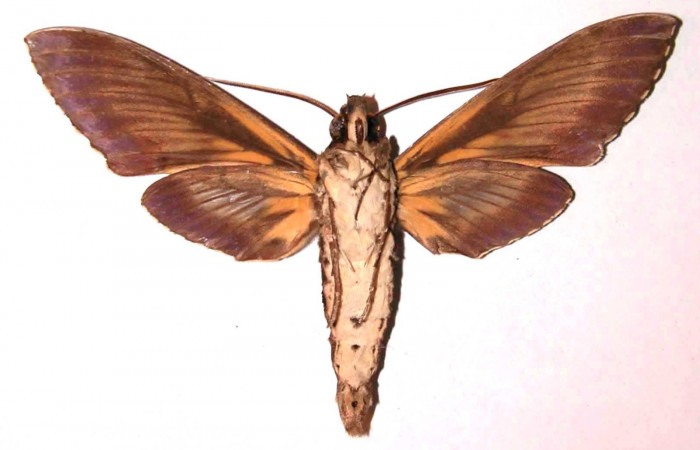 Fig.04. Adulto de <i>Cocytius lucifer</i></i> (Sphingidae), 124mm de envergadura, macho en vista ventral. Voucher: 91-SRNP-1553-DHJ35507.jpg.