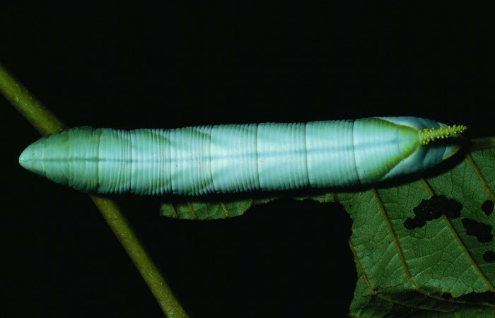 Fig. 07. Larva de <i>Cocytius lucifer</i></i> (Sphingidae), último estadío 115mm de longitud, vista dorsal. Voucher: 90-SRNP-2141-DHJ13346.jpg.