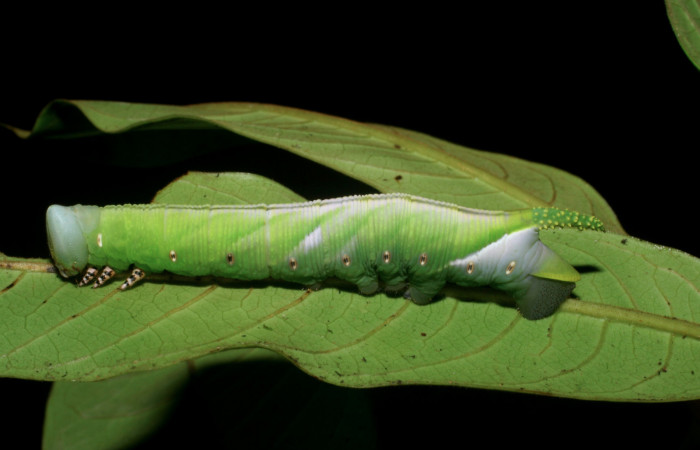 Fig. 09. Larva de <i>Cocytius lucifer</i></i> (Sphingidae), penúltimo estadío 73mm de longitud, vista lateral. Voucher: 08-SRNP-5834-DHJ444861.jpg.08-SRNP-5834-DHJ444862.jpg.
