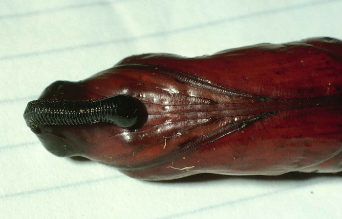 Fig. 10. Pupa de <i>Cocytius lucifer</i></i> (Sphingidae), vista vetral del torax, 58mm de longitud. Voucher: 99-SRNP-12311-DHJ51742.jpg.