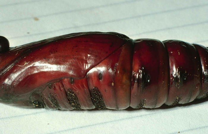 Fig. 11. Pupa de <i>Cocytius lucifer</i></i> (Sphingidae), vista lateral, 58mm de longitud, vista lateral. Voucher: 99-SRNP-12311-DHJ51755.jpg.