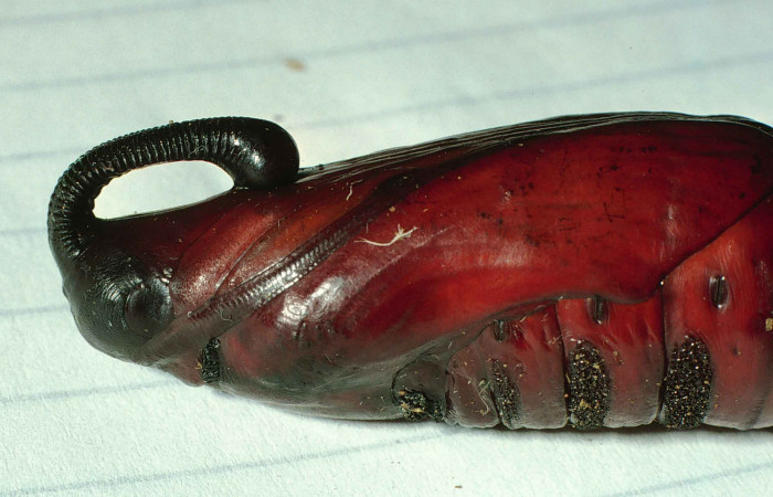 Fig. 12. Pupa de <i>Cocytius lucifer</i></i> (Sphingidae), vista lateral de cerca del torax, 58mm de longitud. Voucher: 99-SRNP-12311-DHJ51757.jpg.