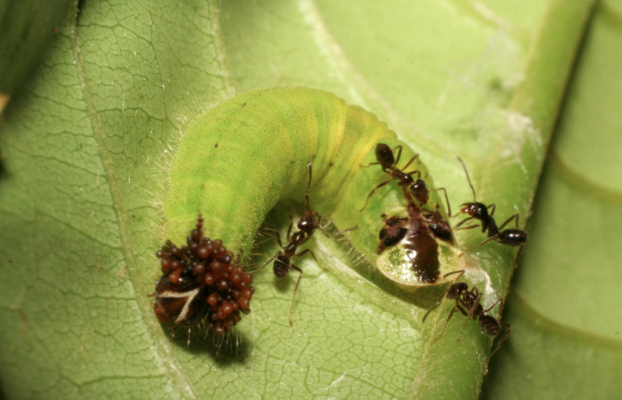 Fig. 10 Larva <i>Theope eudocia</i></i> (Riodinidae), mide 21mm Sendero Carica. Sector Pitilla, 660 m. 06-SRNP-31858-DHJ412989.jpg