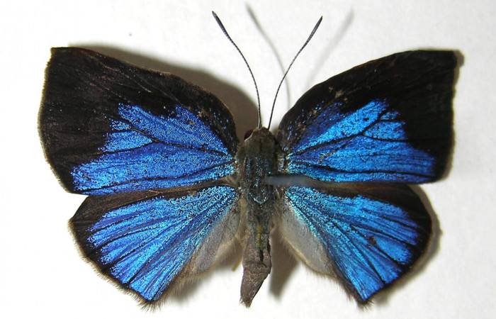 Fig. 11 Adulto vista dorsal <i>Theope phaeo</i></i> (Riodinidae), mide 26mm. Puente Palma. Sector  San Cristobal, 460 m. 06-SRNP-5143-DHJ351980.