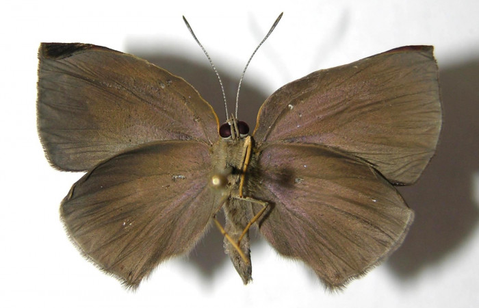 Fig. 12 Adulto vista ventral <i>Theope phaeo</i></i> (Riodinidae), mide 26mm. Puente Palma. Sector San Cristobal, 460 m. 06-SRNP-5143-DHJ351980.