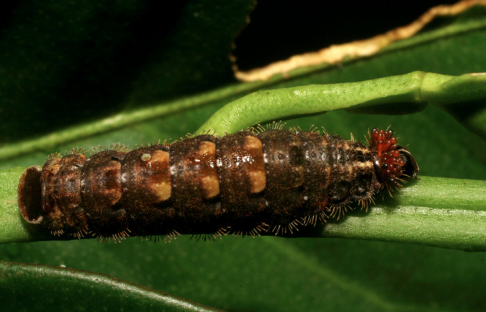 Fig. 13 Larva <i>Theope phaeo</i></i> (Riodinidae), mide 20mm Sendero Rotulo. Sector Pitilla, 510 m. 06-SRNP-33859-DHJ416414.