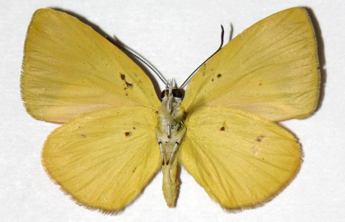 Fig. 2 Adulto vista ventral hembra <i>Theope eudocia</i></i> (Riodinidae) , mide 29mm Mena Central. Sector Del Oro, 345 m. 02-SRNP-14607-DHJ321187.
