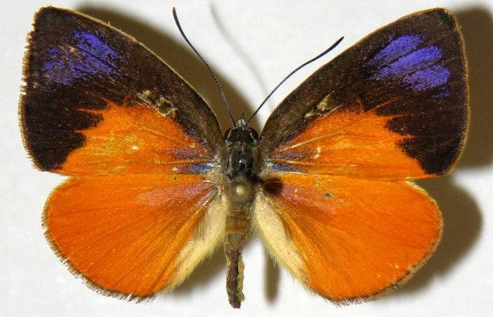 Fig. 3 Adulto vista dorsal macho <i>Theope eudocia</i></i> (Riodinidae), mide 26mm Cañon Rio Mena. Sector Del Oro, 560 m.03-SRNP-1882-DHJ321188.