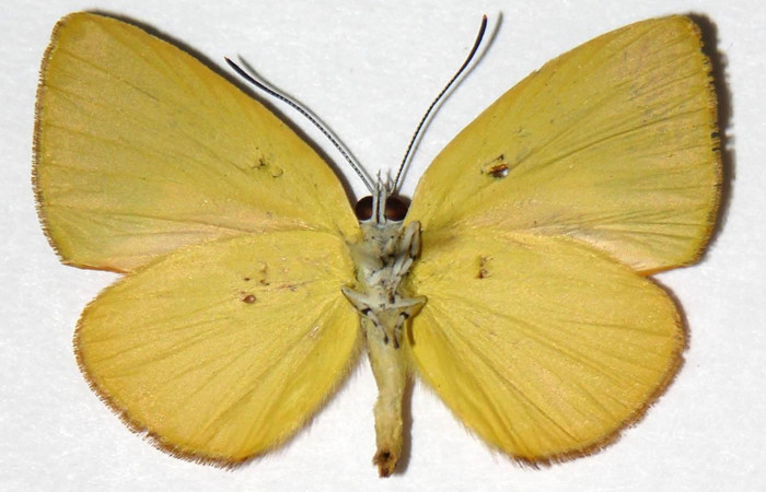 Fig. 4 Adulto vista dorsal macho <i>Theope eudocia</i></i> (Riodinidae), mide 26mm Cañon Rio Mena. Sector Del Oro, 560 m.03-SRNP-1882-DHJ321189.