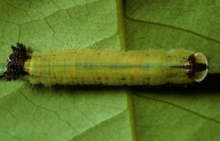 Fig. 7 Larva dolsal entero <i>Theope eudocia</i></i> (Riodinidae), mide 23mm Rio Blanco Abajo. Sector San Cristobal, 560 m. 03-SRNP-6113-DHJ74269.jpg