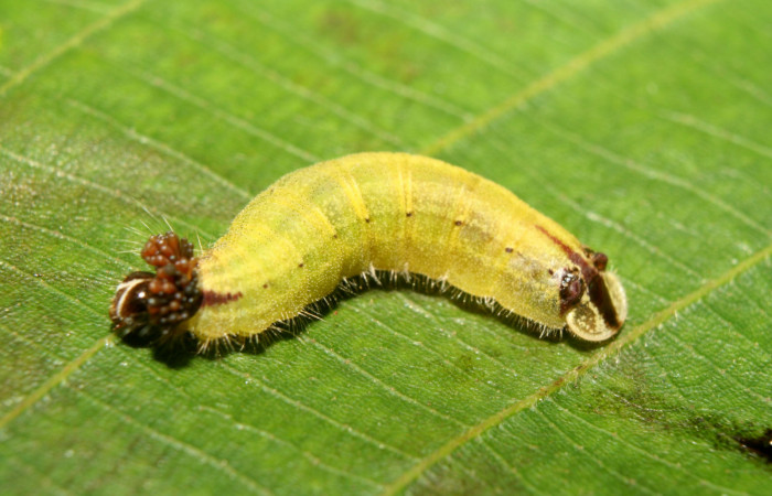 Fig. 9 Larva <i>Theope eudocia</i></i> (Riodinidae), mide 18mm Bullas. Sector Pitilla, 560 m. 13-SRNP-70605-DHJ702269.jpg