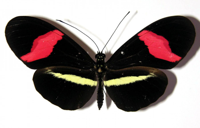 Fig. 1 Vista dorsal de <i>Heliconius petiverana</i></i> (Nymphalidae) (04-SRNP-33798-DHJ96464)