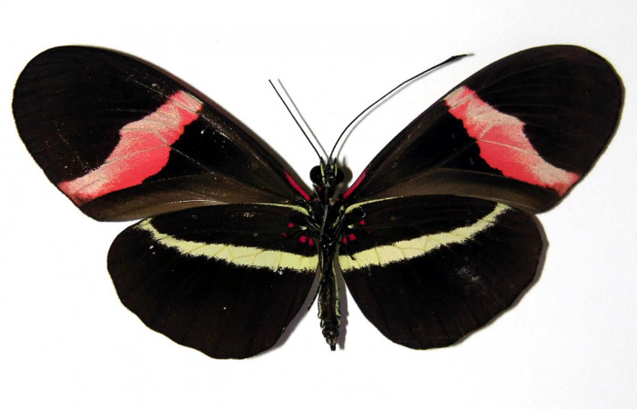 Fig. 2 Vista ventral de <i>Heliconius petiverana</i></i> (Nymphalidae) (04-SRNP-33798-DHJ96465).