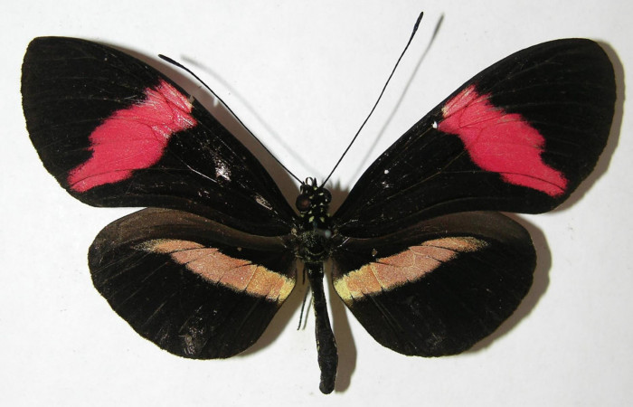 Fig. 3 Vista dorsal de <i>Heliconius rosina</i></i> (Nymphalidae). (08-SRNP-32142-DHJ394964).