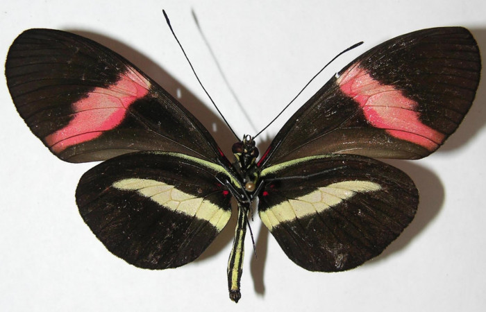 Fig. 4 Vista ventral de <i>Heliconius rosina</i></i> (Nymphalidae). (08-SRNP-32142-DHJ394965).