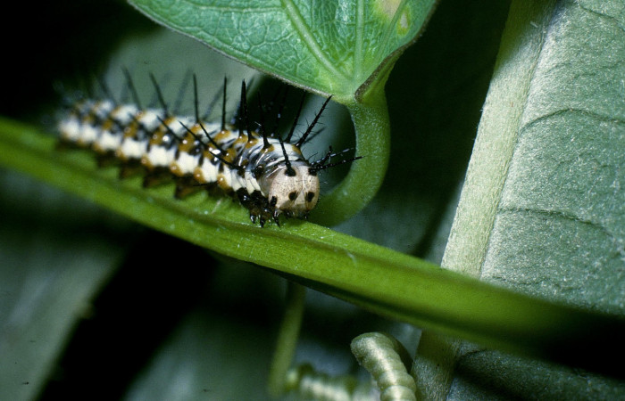 Fig. 6 Vista frontal de la oruga de <i>Heliconius petiverana</i></i> (Nymphalidae). Sobre <i>Passiflora biflora</i></i> (Passifloraceae). Quebrada Lajosa Sector Del Oro; 22 de Febrero 2004 (04-SRNP-20866-DHJ82121).