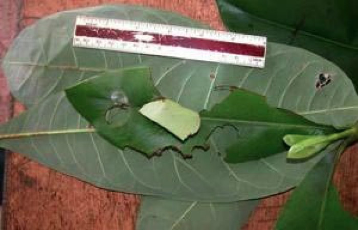 Figura 1. Casita de <i>Yanguna cosyra</i></i> (Hesperiidae), vista dorsal, localidad Estación Caribe, Sector Rincón Rain Forest ACG (415m). Voucher: 03-SRNP-11149-DHJ35311.jpg.