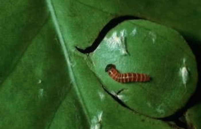 Figura 2. Larvita <i>Yanguna cosyra</i></i> (Hesperiidae), primer estadío (I), vista dorsal, localidad Sendero Derrumbe, Sector Cacao ACG (1220m). Voucher: 03-SRNP-24089-DHJ79431.jpg.