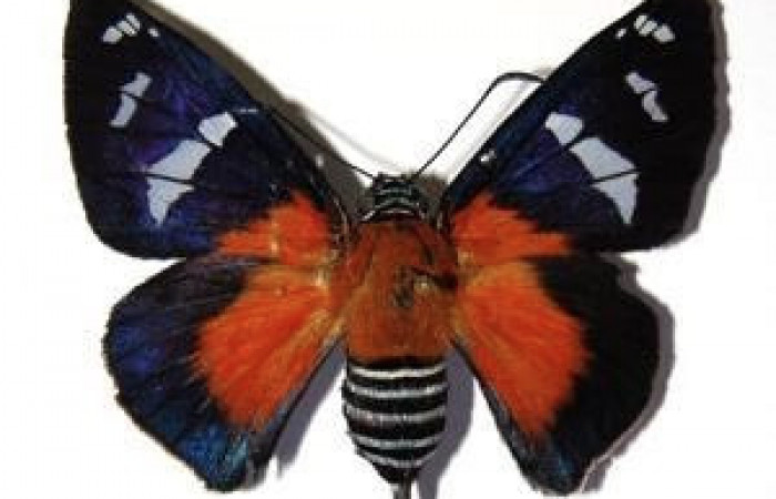 Figura 8. Adulto de <i>Yanguna cosyra</i></i> (Hesperiidae), vista dorsal, localidad Sendero Segundo, Sector Cacao ACG (1180m). Voucher: 04-SRNP-35120-DHJ99324.jpg.