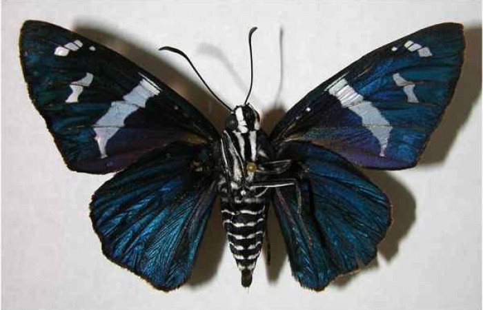 Figura 9. Adulto de <i>Yanguna cosyra</i></i> (Hesperiidae), vista ventral, localidad Sendero Derrumbe, Sector Cacao ACG (1120m). Voucher: 05-SRNP-35027-DHJ374595.jpg.