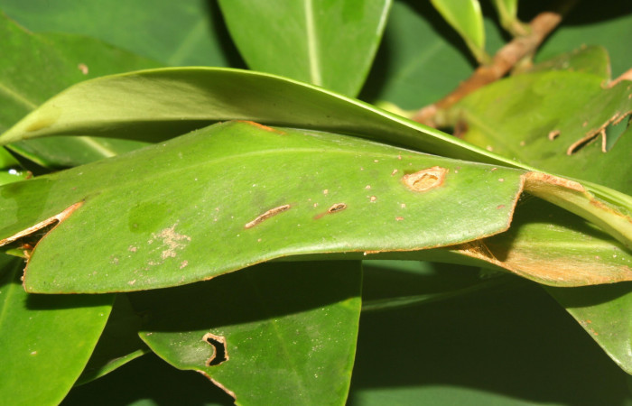 Figura 6. Casa o estuche donde habita <i>Yanguna cosyra</i></i> (Hesperiidae) último estadío (U), localidad Estación Biológica Quica, Sector Pitilla ACG (470m). Voucher: 13-SRNP-71189-DHJ702740.jpg.