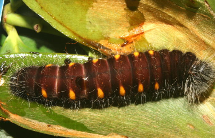 Figura 5. Larva <i>Yanguna cosyra</i></i> (Hesperiidae), último estadío (U) vista dorsal, localidad Estación Biológica Quica Sector Pitilla ACG (470m). Voucher: 13-SRNP-71189-DHJ702743.jpg.