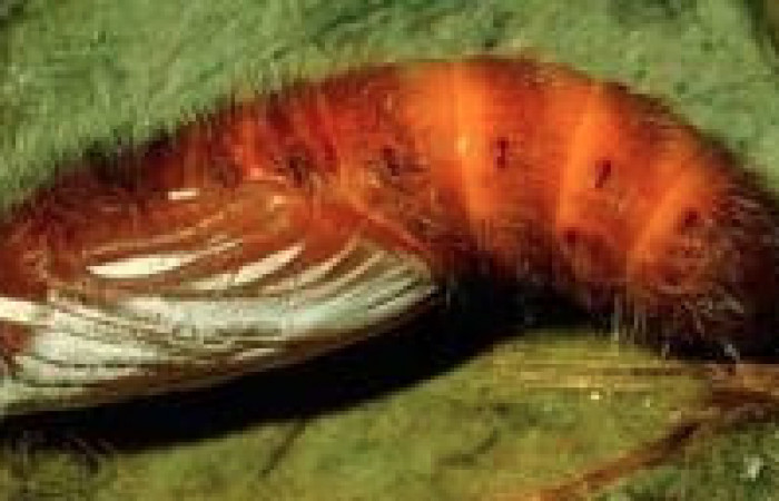 Figura 7. Pupa de <i>Yanguna cosyra</i></i> (Hesperiidae), vista lateral, localidad Estación Cacao, Sector Cacao ACG (1150m). Voucher: 95-SRNP-539-DHJ21897.jpg.