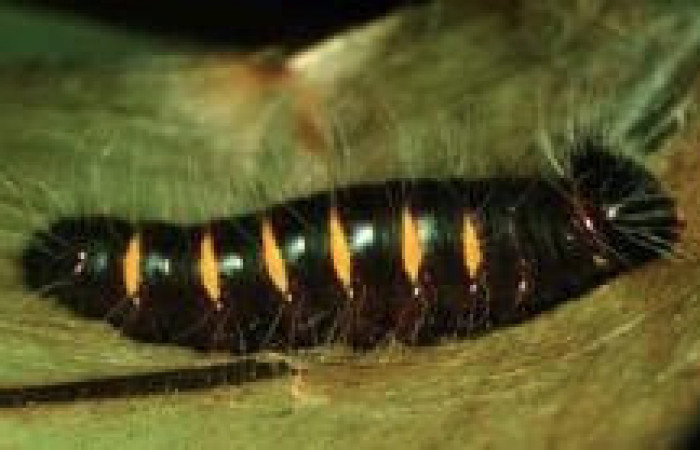 Figura 3. Larva <i>Yanguna cosyra</i></i> (Hesperiidae), en tercer estadío (PPU) vista lateral, localidad Sendero vivero, Sector San Cristóbal ACG (730m). Voucher: 97-SRNP-6035-DHJ42986.jpg.