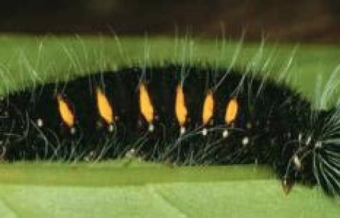 Figura 4. Larva <i>Yanguna cosyra</i></i> (Hesperiidae), penúltimo estadío (PU) vista lateral, localidad Sendero Derrumbe, Sector Cacao ACG (1220m). Voucher: 98-SRNP-2767-DHJ44398.jpg.