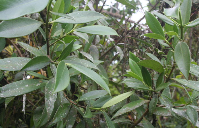 Figura 10. Planta hospedera de <i>Yanguna cosyra</i></i> (Hesperiidae), esta planta se llama <i>Clusia cylindrica</i></i> (Clusiaceae), localidad Estación Biológica Quica, Sector Pitilla ACG (470m). foto 7535. 