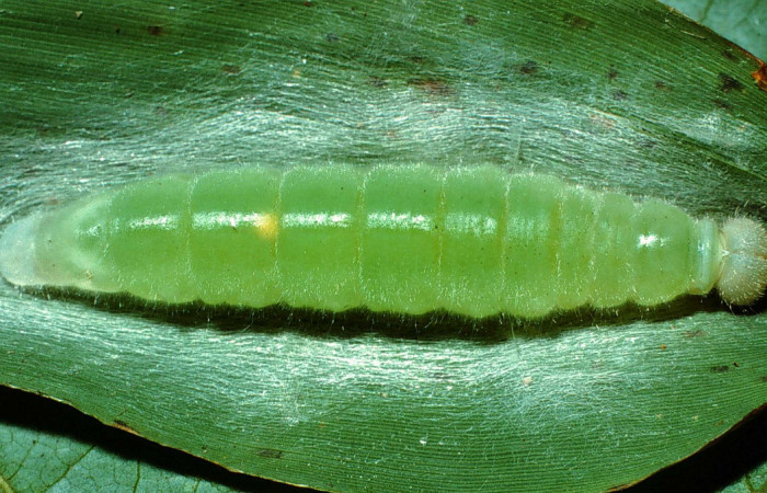Figura 6. Larva <i>Orses cynisca</i></i> (Hesperiidae), en estado de prepupa, vista dorsal, localidad Quebrada San Pancho Sector Horizontes ACG (90m). Voucher: 01-SRNP-17555-DHJ62197.jpg.