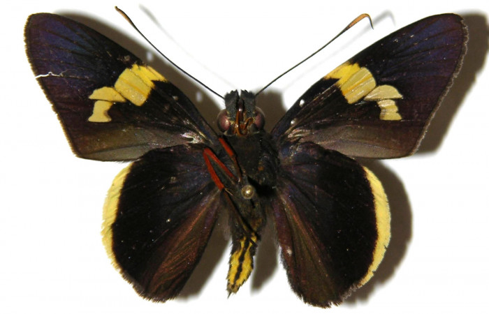 Figura 11. Adulto de <i>Orses cynisca</i></i> (Hesperiidae), macho vista ventral, localidad Casa Potrero Grande Sector Santa Elena ACG (17m). Voucher: 04-SRNP-14148-DHJ307019.jpg.