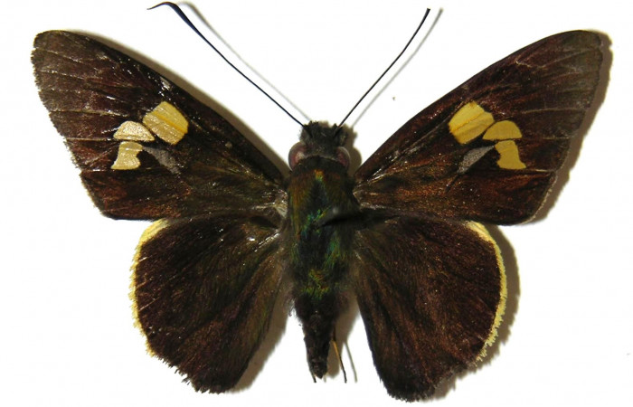 Figura 10. Adulto de <i>Orses cynisca</i></i> (Hesperiidae), macho vista dorsal, localidad Casa Potrero Grande Sector Santa Elena ACG (17m). Voucher: 04-SRNP-15025-DHJ307036.jpg.