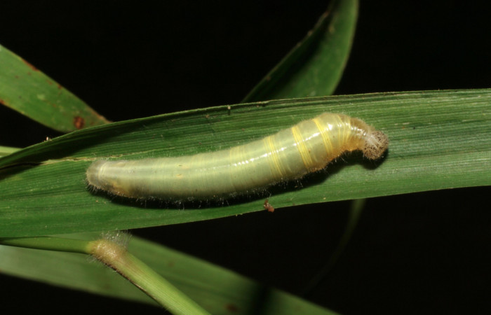 Figura 4. Larva <i>Orses cynisca</i></i> (Hesperiidae), penúltimo estadío (PU) vista dorsal, localidad Pasmompa Sector Pitilla ACG (440m). Voucher: 05-SRNP-33029-DHJ405200.jpg.